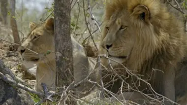 Les grands félins d'Afrique