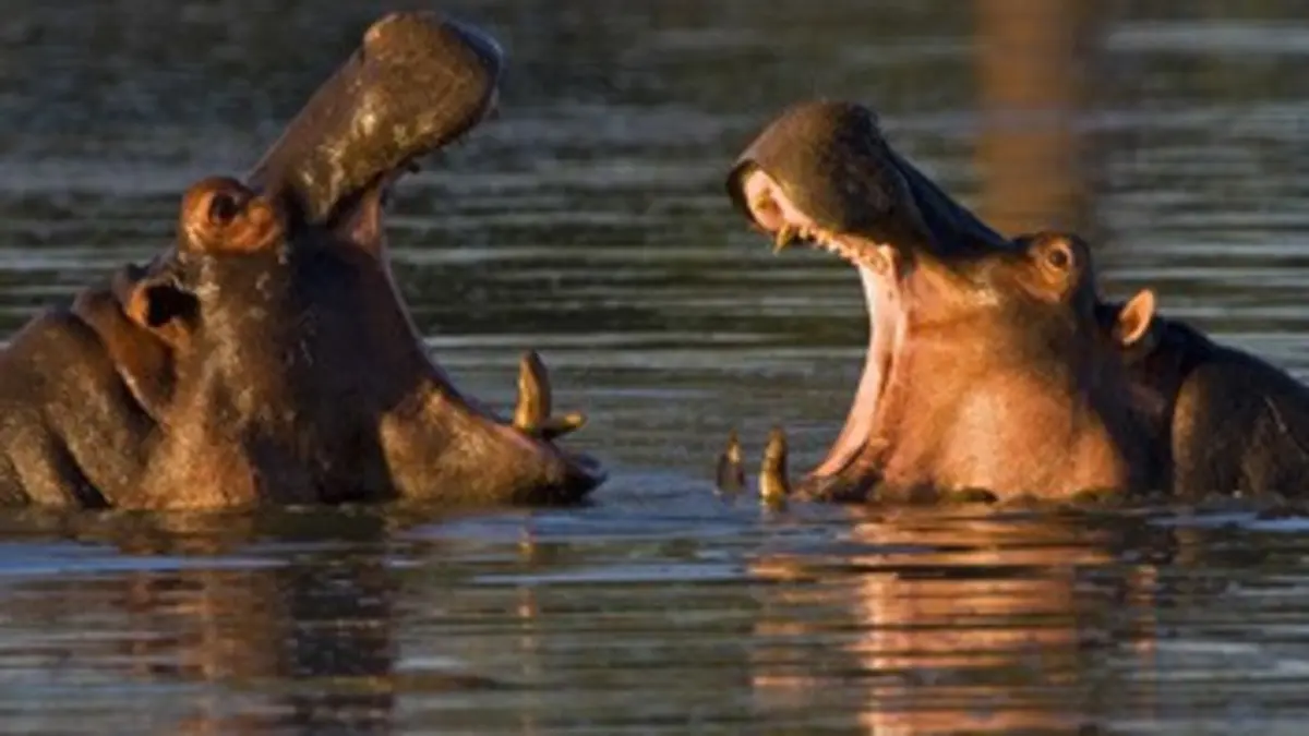 Les animaux emblématiques d'Afrique S02E06 Les crocodiles et les hippopotames de Ndumo