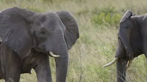 Les animaux emblématiques d'Afrique S02E03 Une histoire d'éléphants