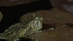Les animaux emblématiques d'Afrique S02E02 Incroyables grenouilles