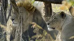 Visuel de Les animaux emblématiques d'Afrique
