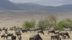 Les animaux emblématiques d'Afrique