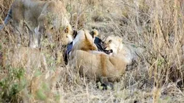 Les animaux emblématiques d'Afrique E08 Les restes, pourvoyeurs de vie