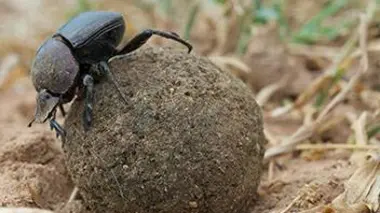 Les animaux emblématiques d'Afrique S02E01 Les nettoyeurs