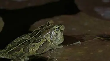 Les animaux emblématiques d'Afrique S02E02 Incroyables grenouilles