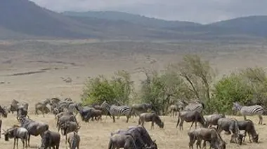 Les animaux emblématiques d'Afrique S02E05 Vivre ensemble