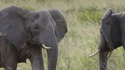 Les animaux emblématiques d'Afrique