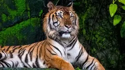 Les animaux et le sacré En Inde