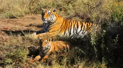 Les animaux et le sacré En Thaïlande