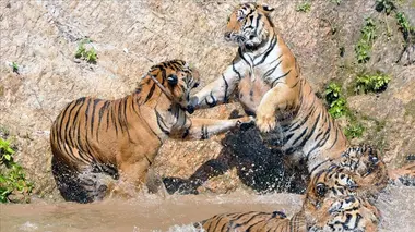 Les animaux et le sacré En Thaïlande