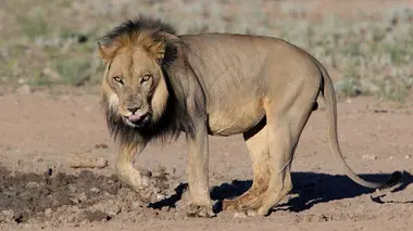 Les animaux et le sacré Les animaux et le sacré au Bénin