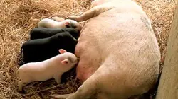 Visuel de Les animaux et les hommes : une belle histoire d'amitié