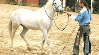 Les animaux et les hommes : une belle histoire d'amitié E04 Des animaux aux talents exceptionnels