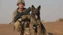 Visuel de Les animaux face au terrorisme