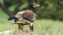 Les animaux guérisseurs