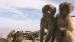 Les animaux guérisseurs