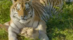 Les animaux guérisseurs
