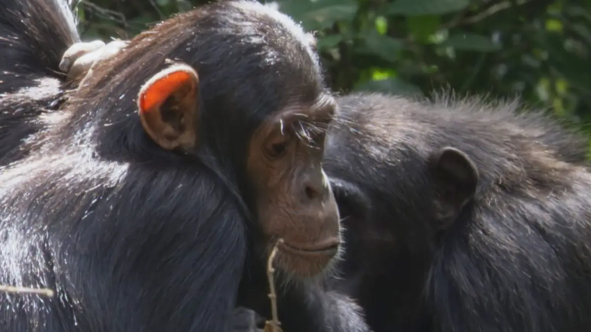Visuel de Les animaux guérisseurs L'automédication
