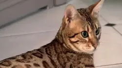 Les animaux hybrides de compagnie