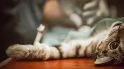 Les animaux hybrides de compagnie