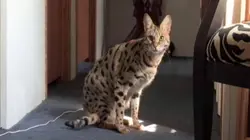 Les animaux hybrides de compagnie