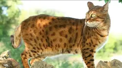 Les animaux hybrides de compagnie