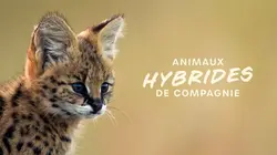 Les animaux hybrides de compagnie