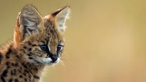 Les animaux hybrides de compagnie