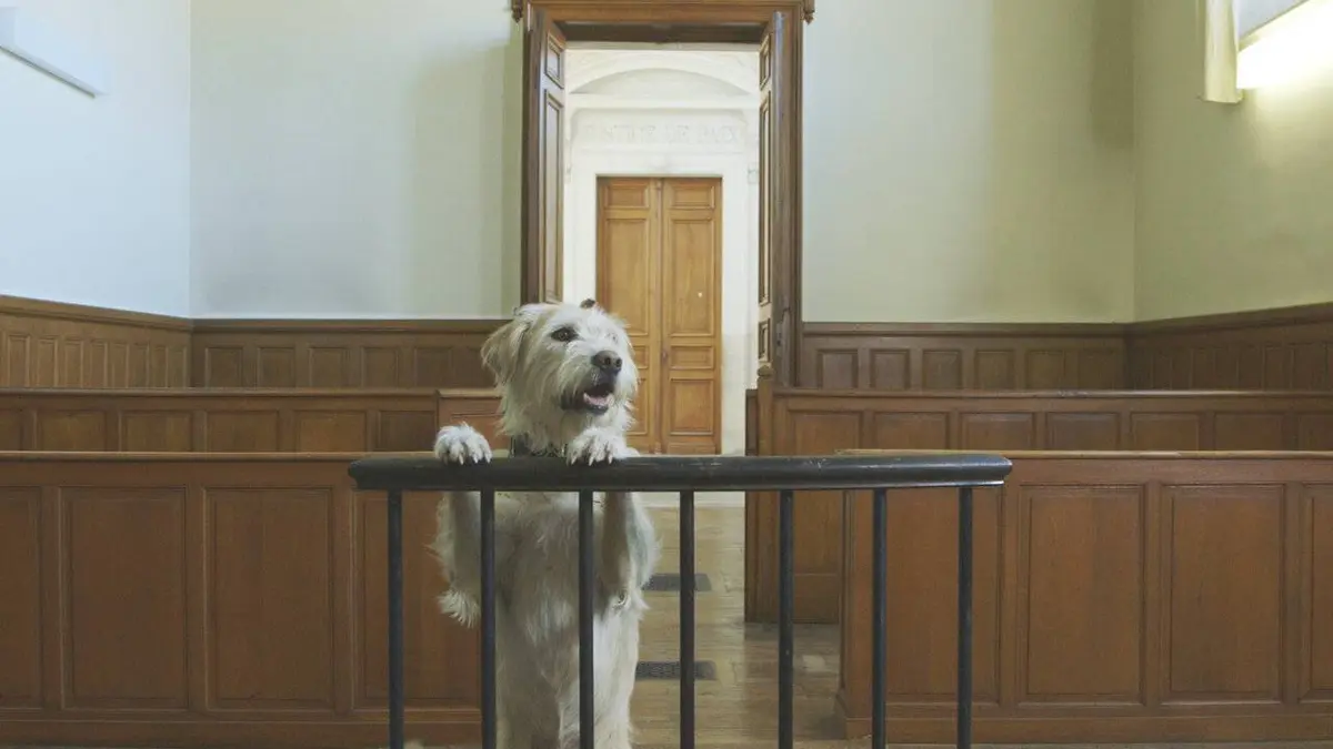 Les animaux ont-ils des droits ?