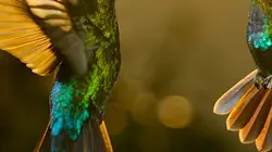 Les animaux s'envoient en l'air