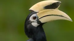 Les animaux s'envoient en l'air