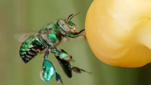 Les animaux s'envoient en l'air Séduction de haut vol