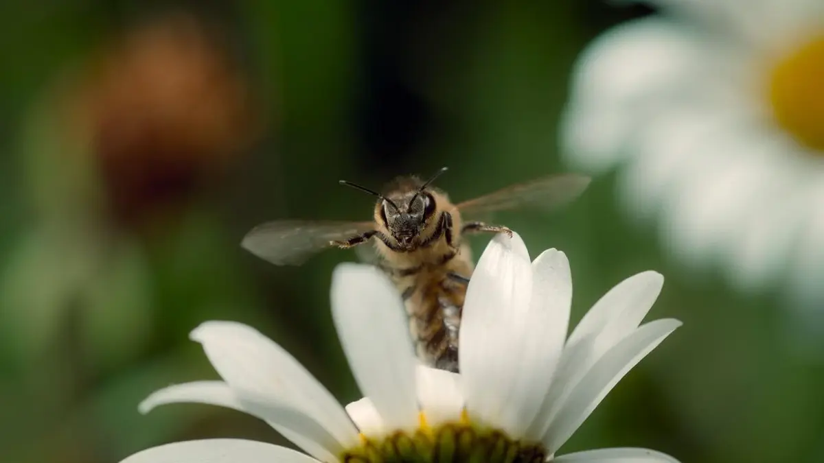 Les animaux s'envoient en l'air