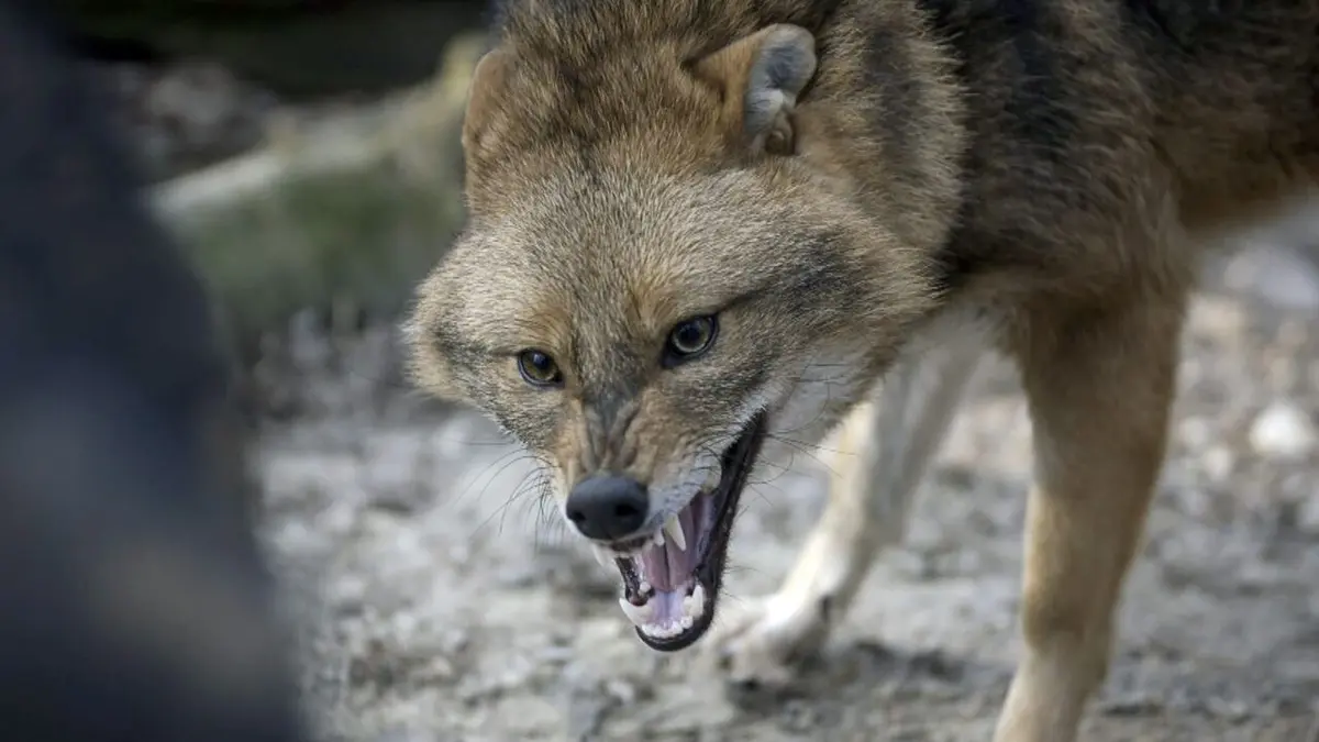 Les animaux sauvages d'Europe Le chacal doré