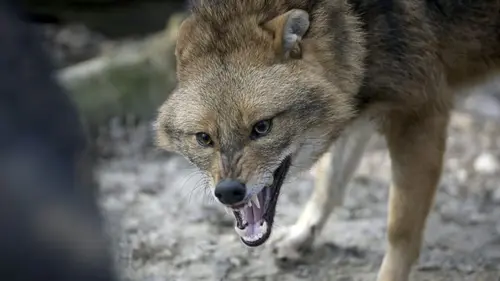 Les animaux sauvages d'Europe Le chacal doré