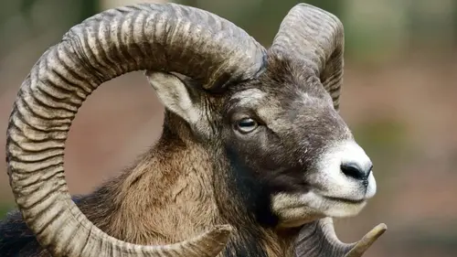 Les animaux sauvages d'Europe Le mouflon