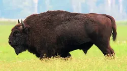 Les animaux sauvages d'Europe Le bison