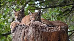 Les animaux sauvages d'Europe Le lynx