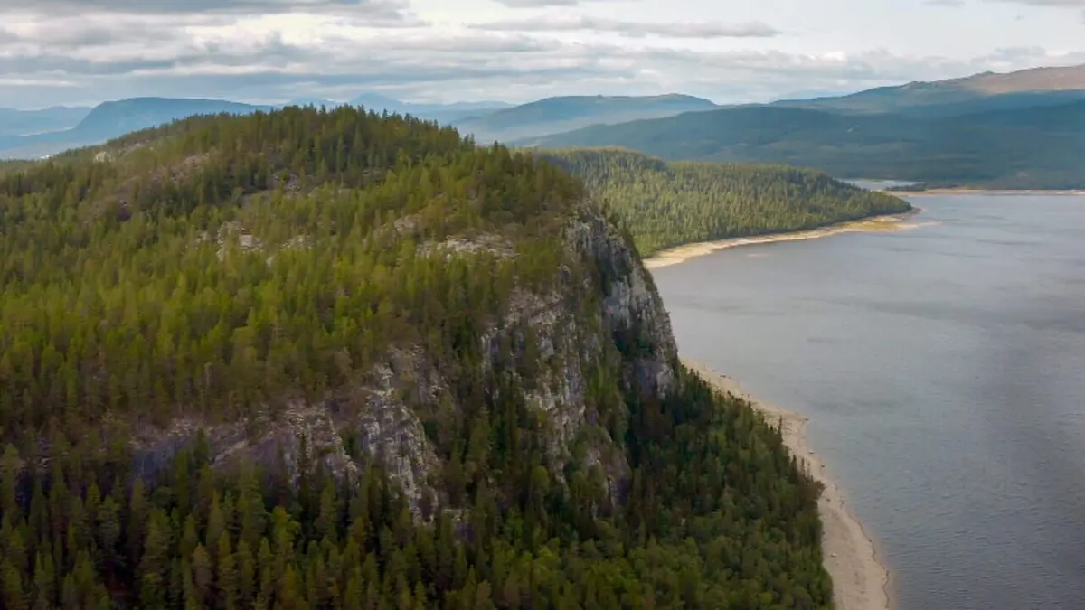 Les animaux sauvages d'Europe Le boeuf musqué