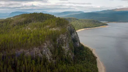 Les animaux sauvages d'Europe Le boeuf musqué