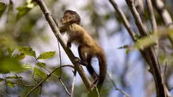 Les animaux sauvages et leurs petits