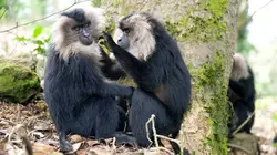 Les animaux sauvages et leurs petits