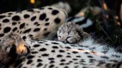 Les animaux sauvages et leurs petits