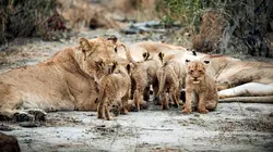 Les animaux sauvages et leurs petits