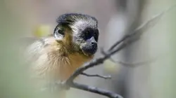 Les animaux sauvages et leurs petits