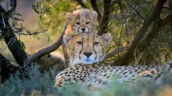 Les animaux sauvages et leurs petits