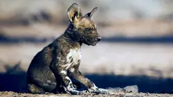 Les animaux sauvages et leurs petits