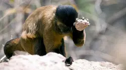 Les animaux sauvages et leurs petits