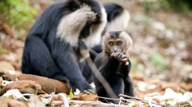 Le macaque à queue de lion