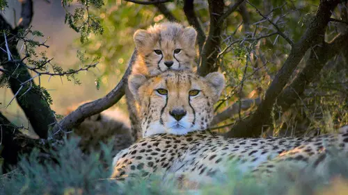 Les animaux sauvages et leurs petits S01E05 Usanan, la guéparde